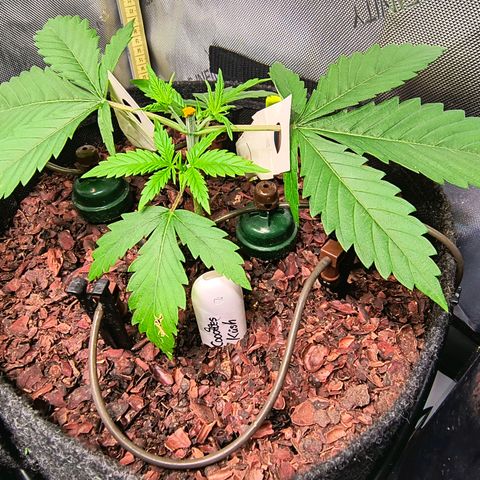 Cookies Kush 24/2 growlog timeline photo