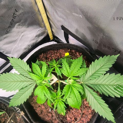 Cookies Kush 24/2 growlog timeline photo