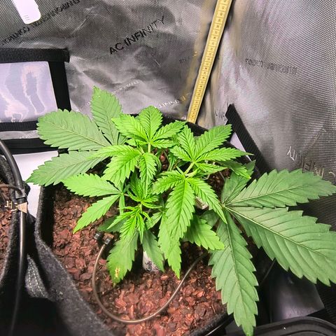 Cookies Kush 24/2 growlog timeline photo