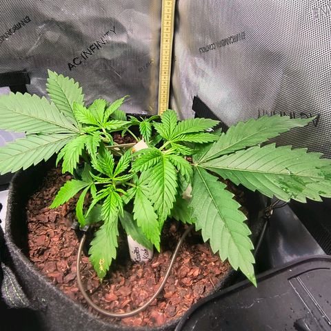 Cookies Kush 24/2 growlog timeline photo