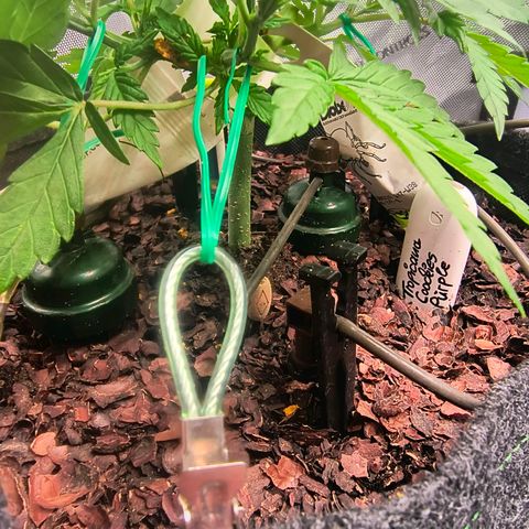 Crescendo 24/2 growlog photo: Triebe werden sanft ohne starke, mechanische Belastungen nach außen geführt.