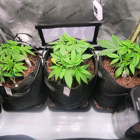 Crescendo 24/2 growlog timeline photo