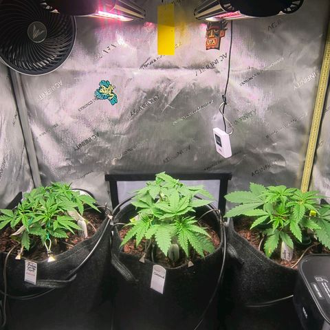 Crescendo 24/2 growlog timeline photo
