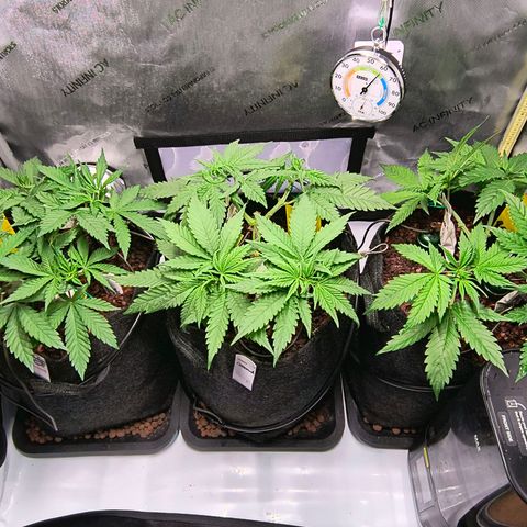 Crescendo 24/2 growlog timeline photo