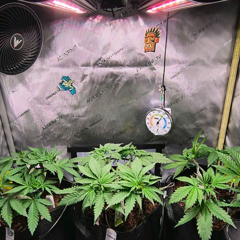 Crescendo 24/2 growlog timeline photo