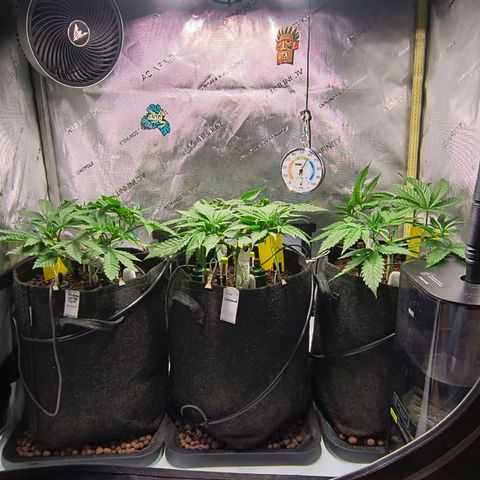 Crescendo 24/2 growlog timeline photo