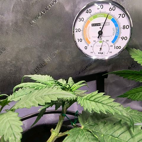Crescendo 24/2 growlog photo: Für alle Ursachen Rätsler...

Auf dem Bild sind zwei Blattmerkmale zu sehen, leichte Adlerkrallen und nach oben gewölbte Blattränder mit hellen Spitzen.

Zu sehen ist Licht-Stress durch Trocken-Stress...

Die Tropfers, so wie Blumat die Einstellung nach der alternativen Methode angibt, reagieren bei Starkzehrern zu spät. Benutzt man Tropfverteiler, muss der Tropfer mit den Tropfen eingestellt werden, da sich der Druck durch die Verteiler stark verändert und das Tropfen dadurch stark verzögert. In der Grundeinstellung macht dies einen ganzen Markierungspfeil aus.
Die Einstellung nach alternativer Methode trifft bei Cannabis nur auf den Maxi-Tropfer zu. Der Standardtropfer wird direkt sofort bei erreichen der gewünschten Bodenfeuchtigkeit eingestellt (z.B 40%)