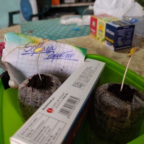 Sephora feminizada    / Lemon Haze growlog timeline photo