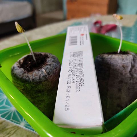 Sephora feminizada    / Lemon Haze growlog timeline photo