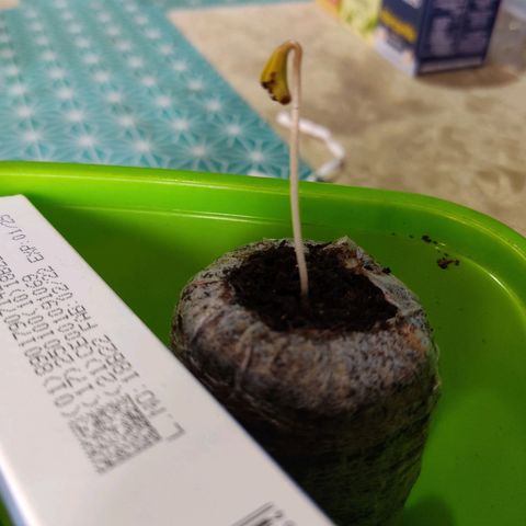 Sephora feminizada    / Lemon Haze growlog timeline photo