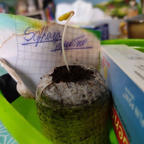 Sephora feminizada    / Lemon Haze growlog timeline photo