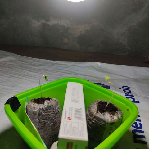 Sephora feminizada    / Lemon Haze growlog photo: Luza 150 mm de las plantas