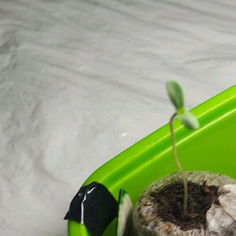 Sephora feminizada    / Lemon Haze growlog photo: Lemon haze con los cotiledones y dos pequeñas hojas acerradas                                          
Sephora con sus dos cotiledones y saliendo sus hojas acertadas o foliolios