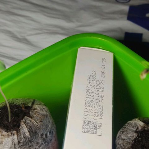 Sephora feminizada    / Lemon Haze growlog photo: Sephora y lemon Haze en fase plantilla con sus dos primeros folíolos 