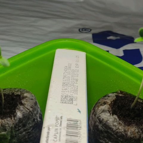 Sephora feminizada    / Lemon Haze growlog timeline photo
