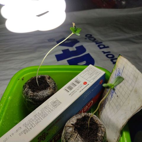 Sephora feminizada    / Lemon Haze growlog timeline photo