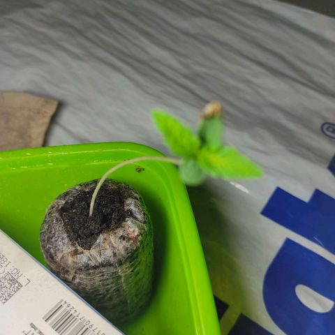 Sephora feminizada    / Lemon Haze growlog timeline photo