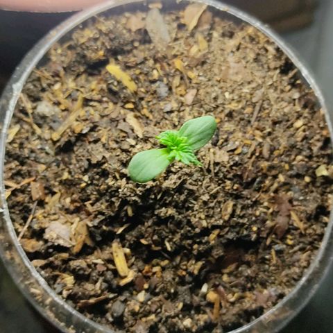 Sephora feminizada    / Lemon Haze growlog photo: Transplante de ambas por problema de alargamiento del talló y luz a más corta distancia  para que no se alargue otra vez el talló 