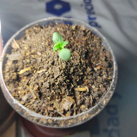 Sephora feminizada    / Lemon Haze growlog photo: Transplante de ambas por problema de alargamiento del talló y luz a más corta distancia  para que no se alargue otra vez el talló 