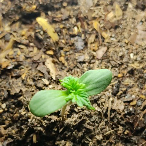 Sephora feminizada    / Lemon Haze growlog photo: Transplante de ambas por problema de alargamiento del talló y luz a más corta distancia  para que no se alargue otra vez el talló 