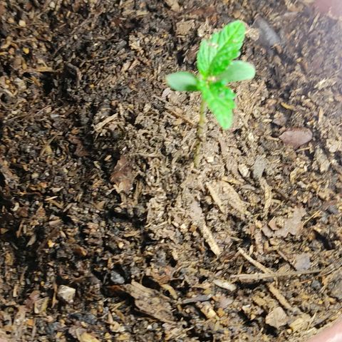 Sephora feminizada    / Lemon Haze growlog photo: Transplante de ambas por problema de alargamiento del talló y luz a más corta distancia  para que no se alargue otra vez el talló 