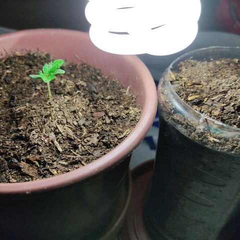 Sephora feminizada    / Lemon Haze growlog photo: Transplante de ambas por problema de alargamiento del talló y luz a más corta distancia  para que no se alargue otra vez el talló 