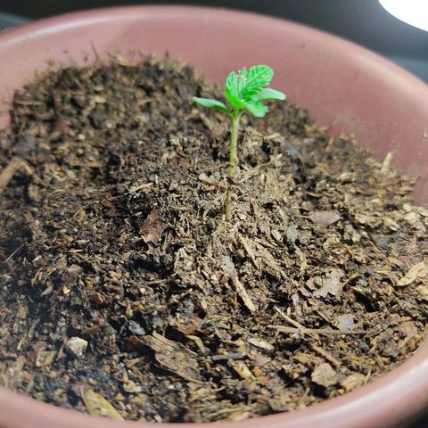 Sephora feminizada    / Lemon Haze growlog photo: Transplante de ambas por problema de alargamiento del talló y luz a más corta distancia  para que no se alargue otra vez el talló 