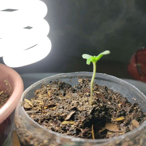 Sephora feminizada    / Lemon Haze growlog timeline photo