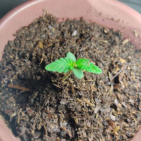 Sephora feminizada    / Lemon Haze growlog timeline photo