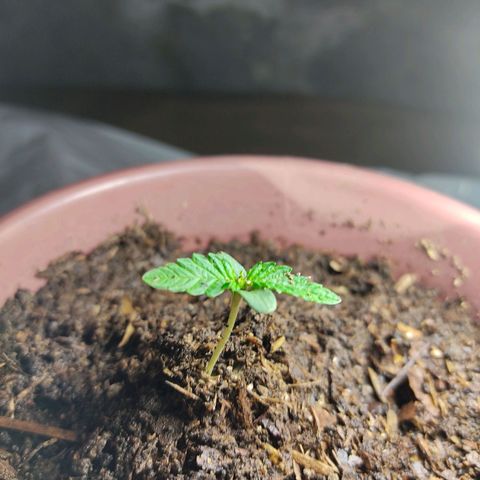 Sephora feminizada    / Lemon Haze growlog timeline photo