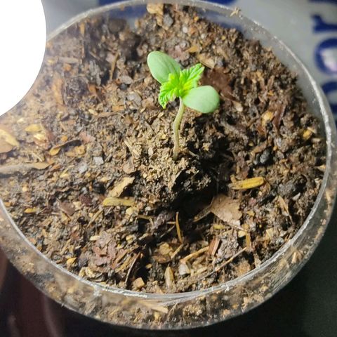Sephora feminizada    / Lemon Haze growlog timeline photo
