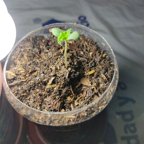 Sephora feminizada    / Lemon Haze growlog photo: Sephora en transparente 