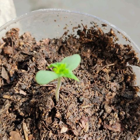 Sephora feminizada    / Lemon Haze growlog photo: Luz natural de la mañana 