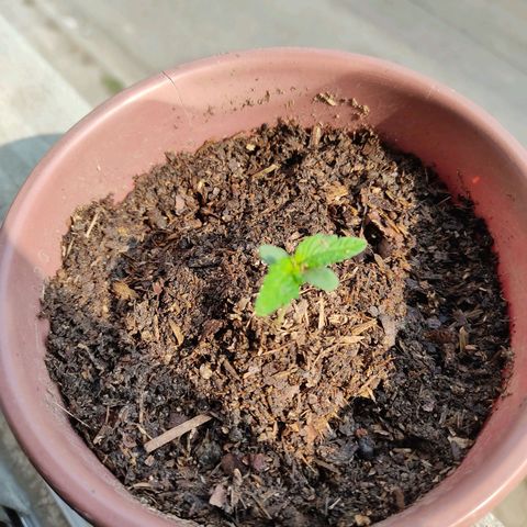Sephora feminizada    / Lemon Haze growlog photo: Luz natural de la mañana 