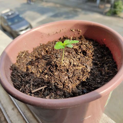 Sephora feminizada    / Lemon Haze growlog photo: Luz natural de la mañana 