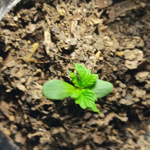 Sephora feminizada    / Lemon Haze growlog photo: Sephora creciendo parece más despacio que la otra pero se ve mejor que la Haze 