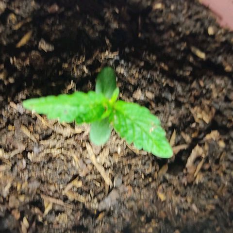 Sephora feminizada    / Lemon Haze growlog photo: Lemon Haze va bien con lo del tallo doblado no se marchito ni murió creciendo igual