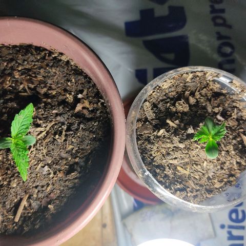 Sephora feminizada    / Lemon Haze growlog photo: Ambas en maceta con tierra 