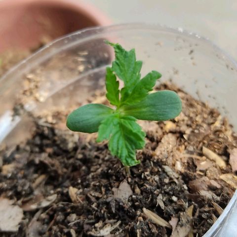 Sephora feminizada    / Lemon Haze growlog photo: Tomando sol de la mañana ahora están mucho mejor creciendo 