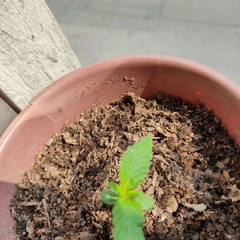Sephora feminizada    / Lemon Haze growlog photo: Tomando sol de la mañana ahora están mucho mejor creciendo 