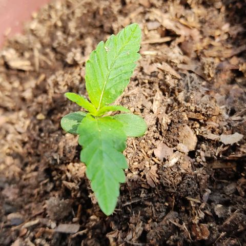 Sephora feminizada    / Lemon Haze growlog photo: Tomando sol de la mañana ahora están mucho mejor creciendo 