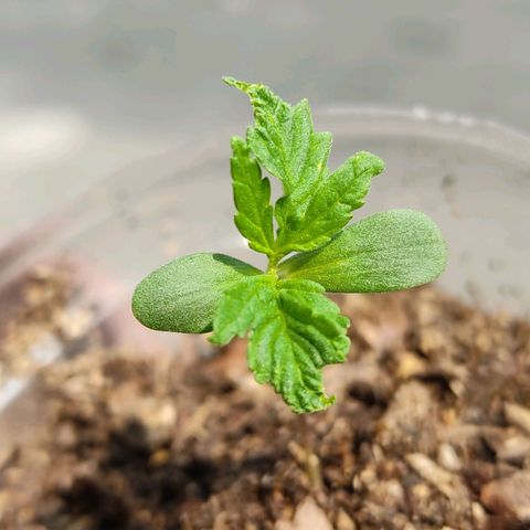 Sephora feminizada    / Lemon Haze growlog photo: Tomando sol de la mañana ahora están mucho mejor creciendo 