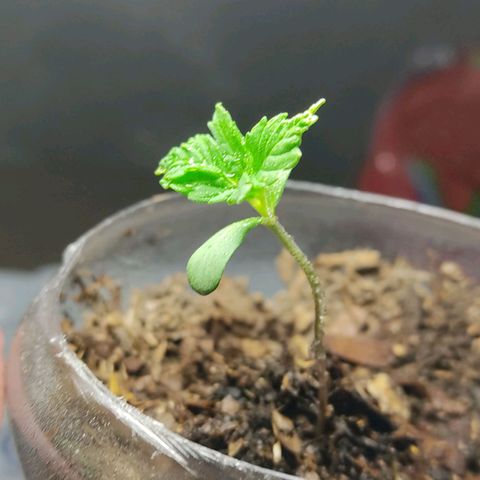 Sephora feminizada    / Lemon Haze growlog photo: Creciendo normal un poco retrasadas por problema del talló estirado pero ahora ya están con color y tamaño ideal y no están estresada por dobles del tallo van bien ambas 