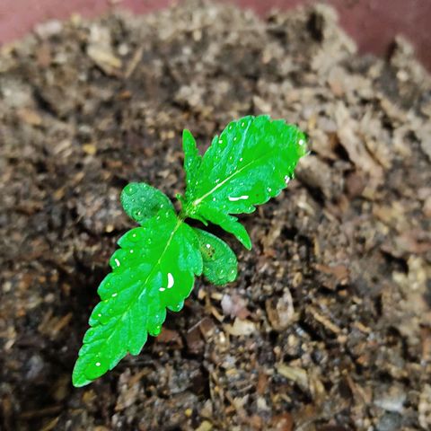 Sephora feminizada    / Lemon Haze growlog photo: Creciendo normal un poco retrasadas por problema del talló estirado pero ahora ya están con color y tamaño ideal y no están estresada por dobles del tallo van bien ambas 