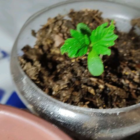 Sephora feminizada    / Lemon Haze growlog photo: Creciendo normal un poco retrasadas por problema del talló estirado pero ahora ya están con color y tamaño ideal y no están estresada por dobles del tallo van bien ambas 