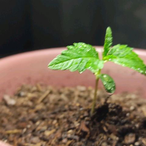 Sephora feminizada    / Lemon Haze growlog photo: Creciendo normal un poco retrasadas por problema del talló estirado pero ahora ya están con color y tamaño ideal y no están estresada por dobles del tallo van bien ambas 