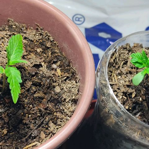 Sephora feminizada    / Lemon Haze growlog photo: Hoy 4 cm de ambas plantas 