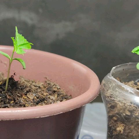 Sephora feminizada    / Lemon Haze growlog photo: Hoy 4 cm de ambas plantas 