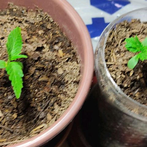 Sephora feminizada    / Lemon Haze growlog photo: Hoy 4 cm de ambas plantas 