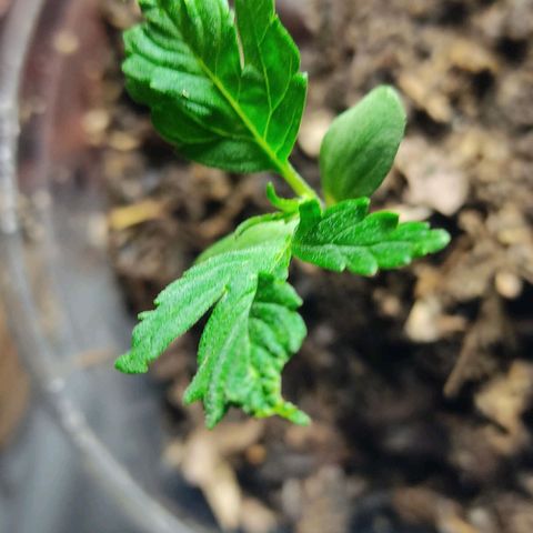 Sephora feminizada    / Lemon Haze growlog photo: Nuevas hojas